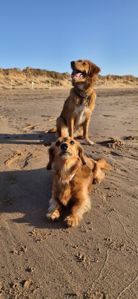 Bella the dachshund lying on the sand with Honey sitting behind her