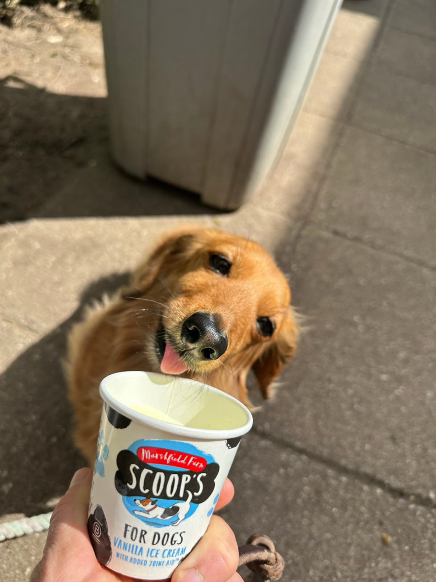 Bella the dachshund licking a cup of dog ice cream
