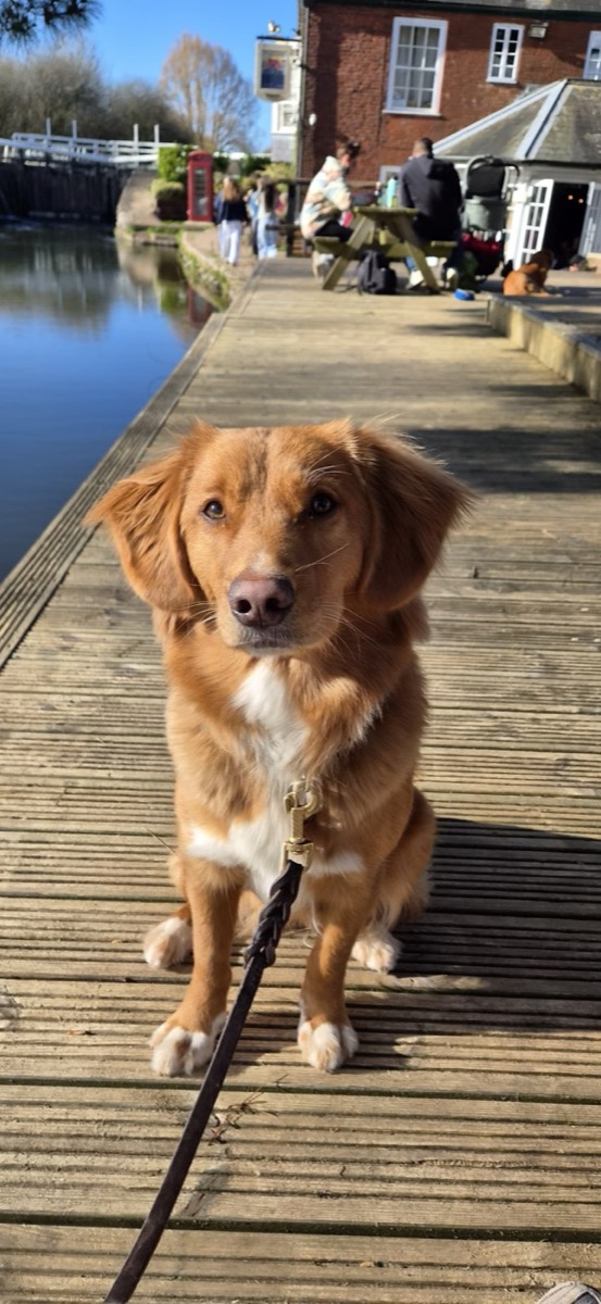 A ginger retriever sitting on a canal-side boardwalk