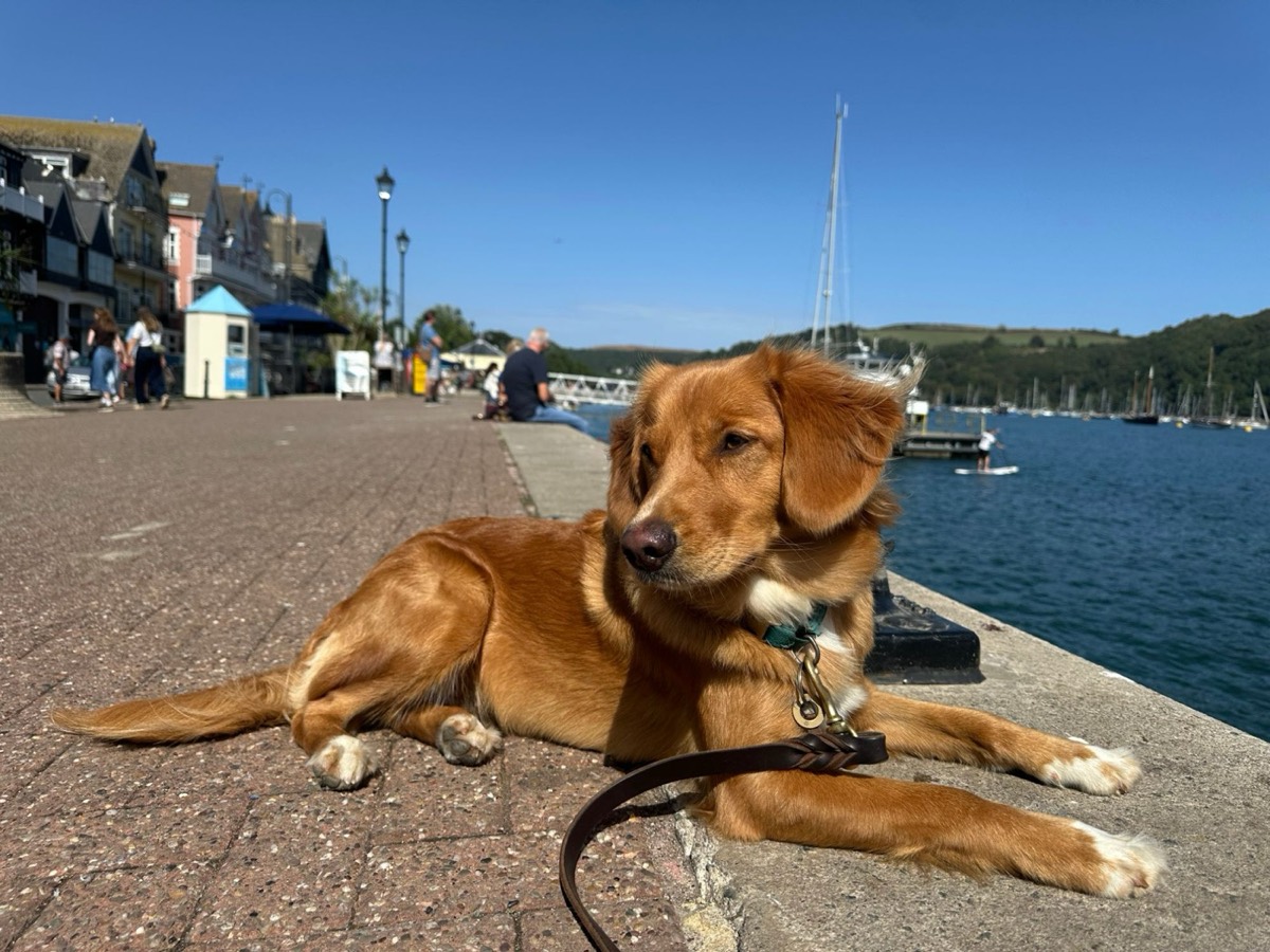 Honey, a ginger Nova Scotia Duck Tolling Retriever, lying on a harbour wall