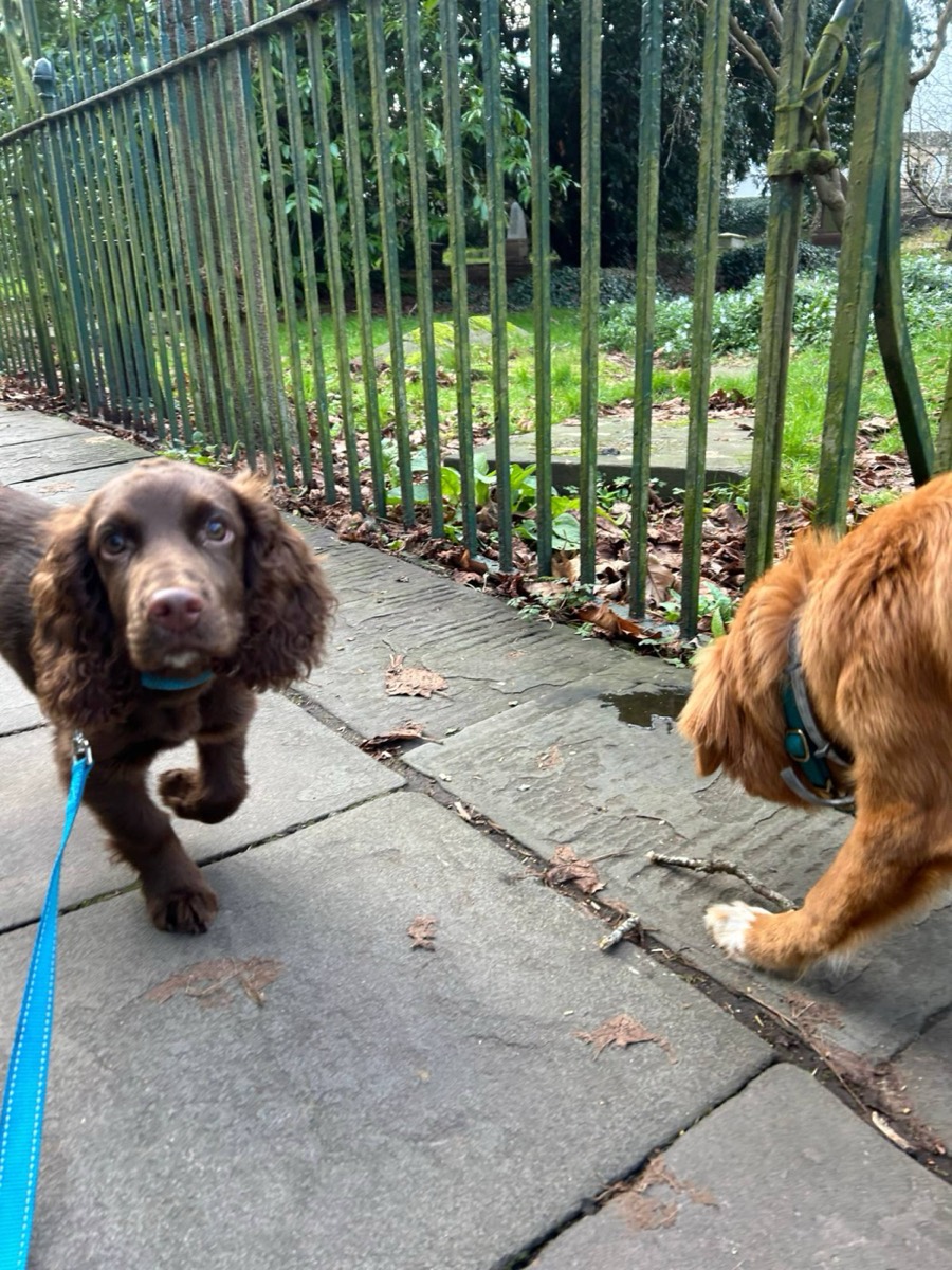 Lenny, a chocolate spaniel puppy, walking past iron railings