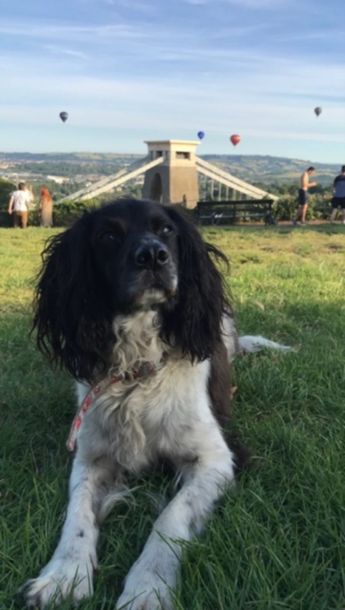 Ralphie lying on grass with Clifton Suspension Bridge and hot-air balloons behind