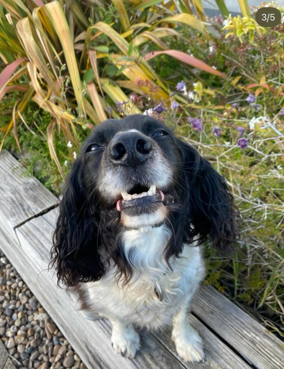 Ralphie, a black and white sprocker, smiling in a garden