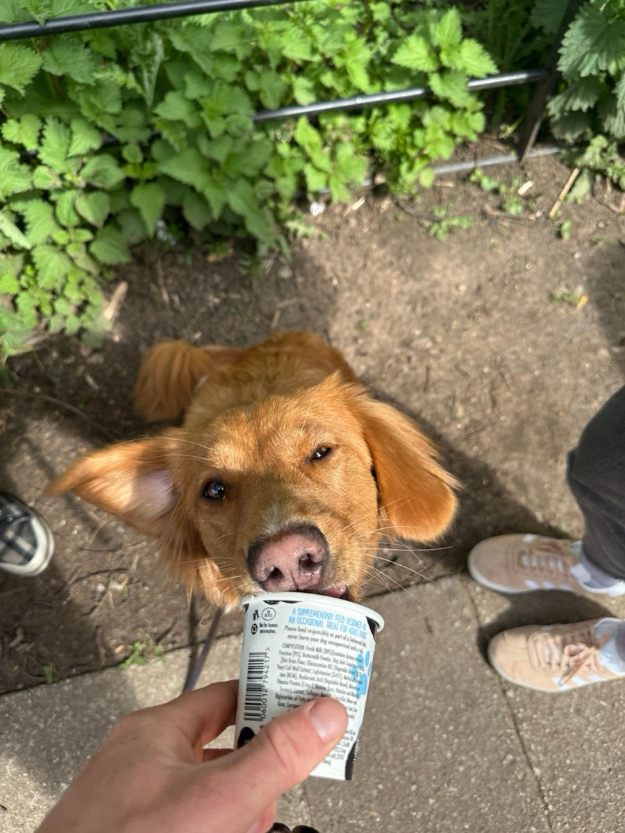 A ginger retriever enjoying a treat pot