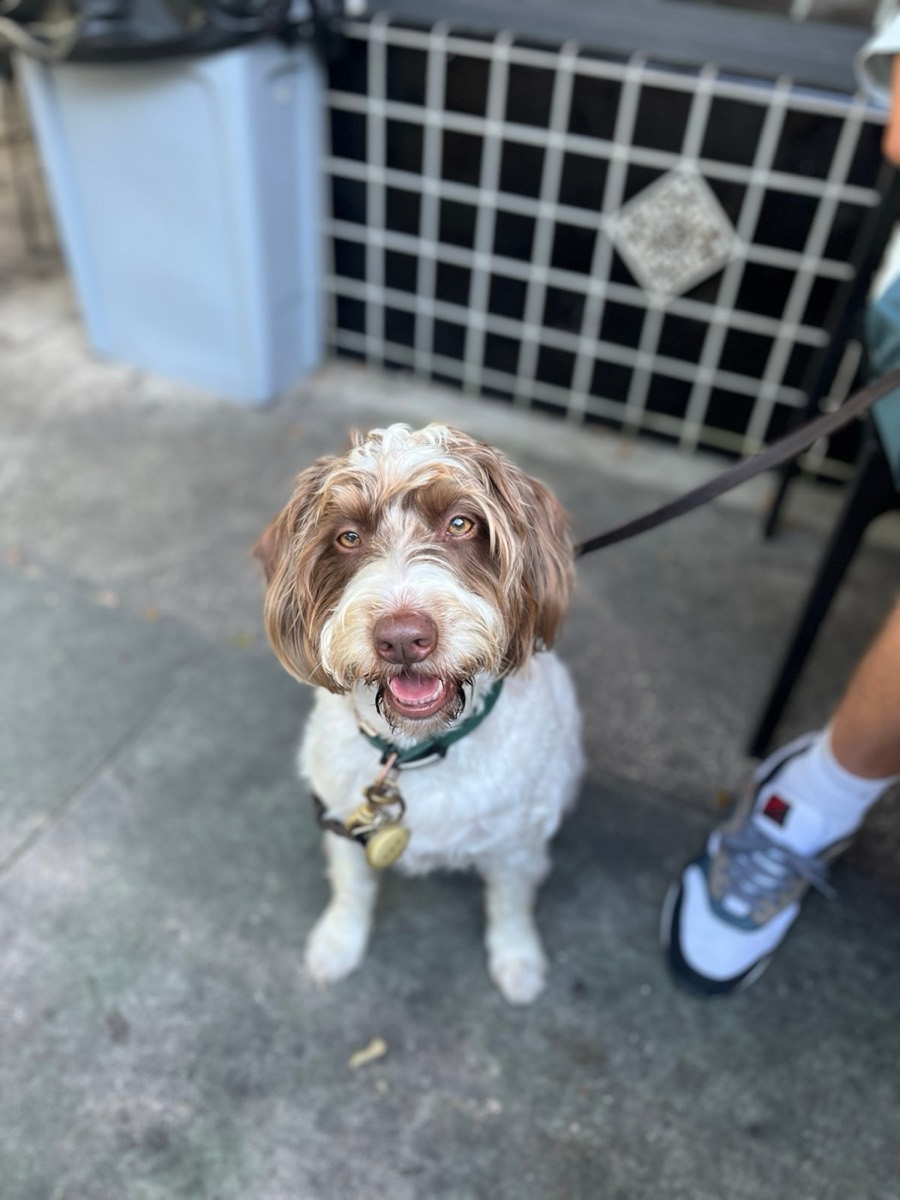 Ziggy looking up and smiling